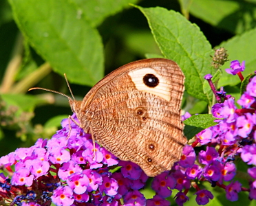 [The butterfy is perched on small purple buds with its wings together over its body. The wings resemble wrinkled brown paper someone tried to flatten (all the crinkles still show). At the top edge of the wing is a white rectangular patch with a dark brown circle in it. The dark brown circle has a small white dot in it.]